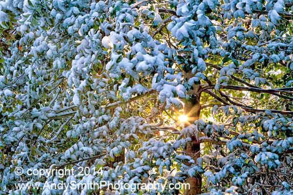 Morning Sunstar in the Snow